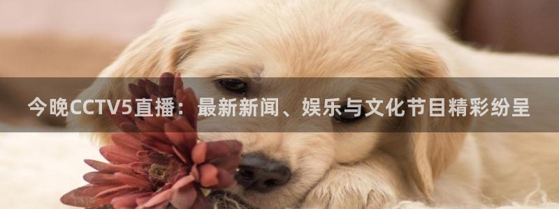 360体育直播在线：今晚CCTV5直播：最新新闻、娱乐与文化节目精彩纷呈