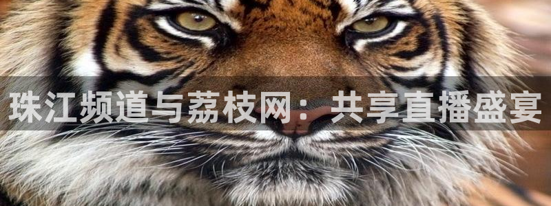 360体育网足球直播：珠江频道与荔枝网：共享直播盛宴